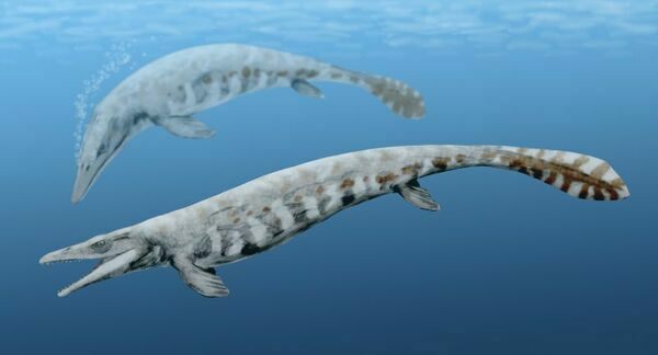 Artists reconstruction of a Halisaurus.  By Nobu Tamura